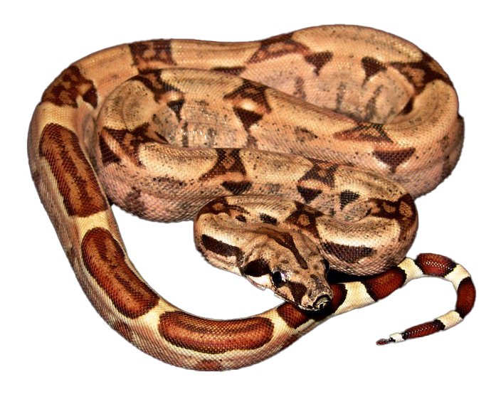 Red Tailed Boa