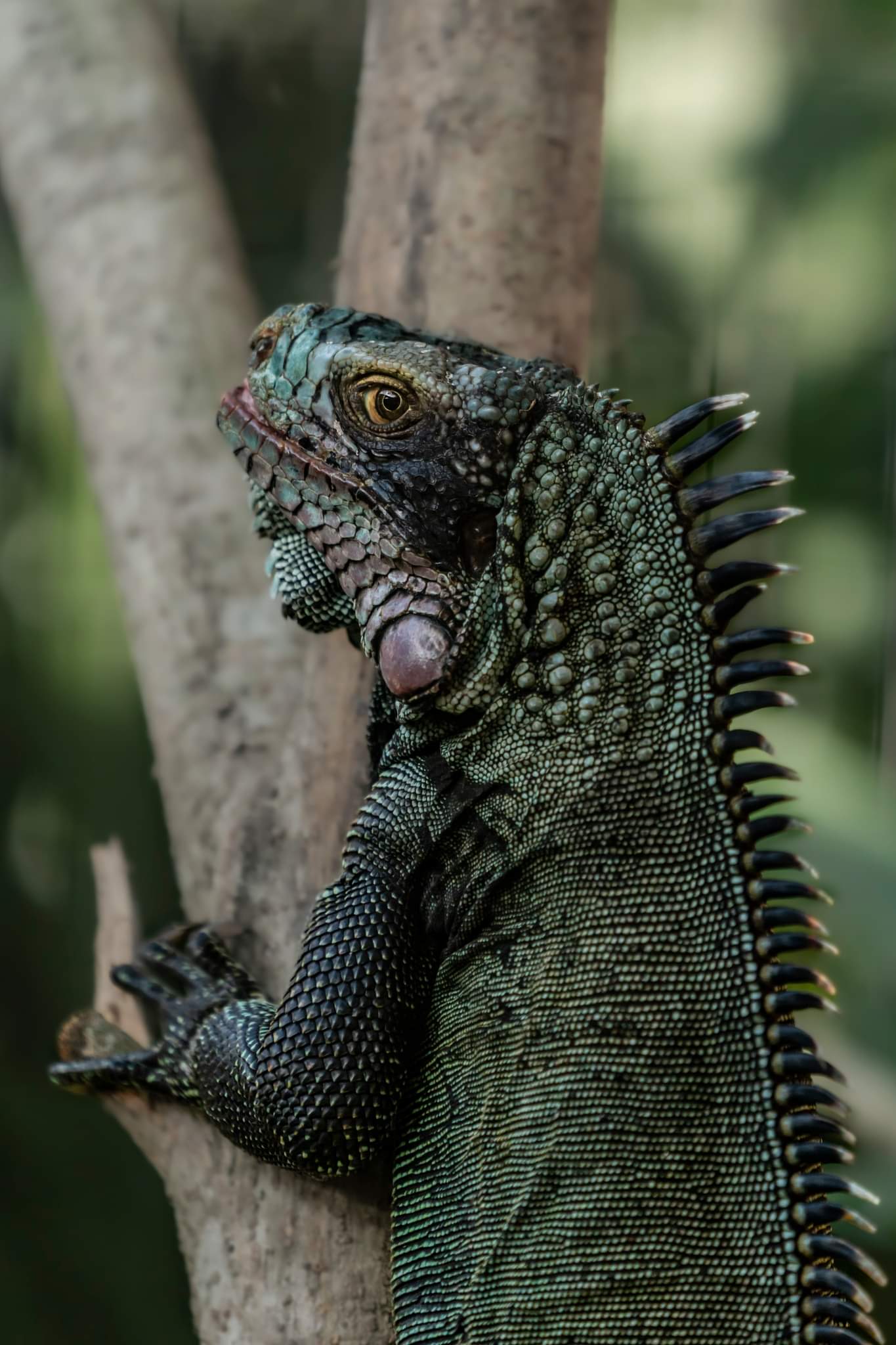 Iguana