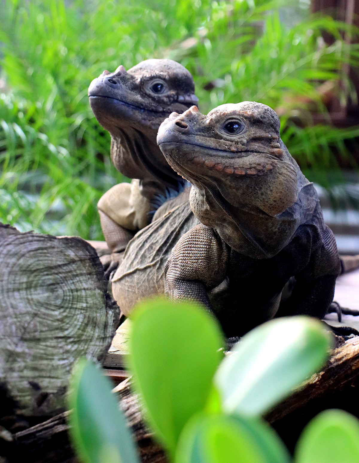 Rhino Iguana