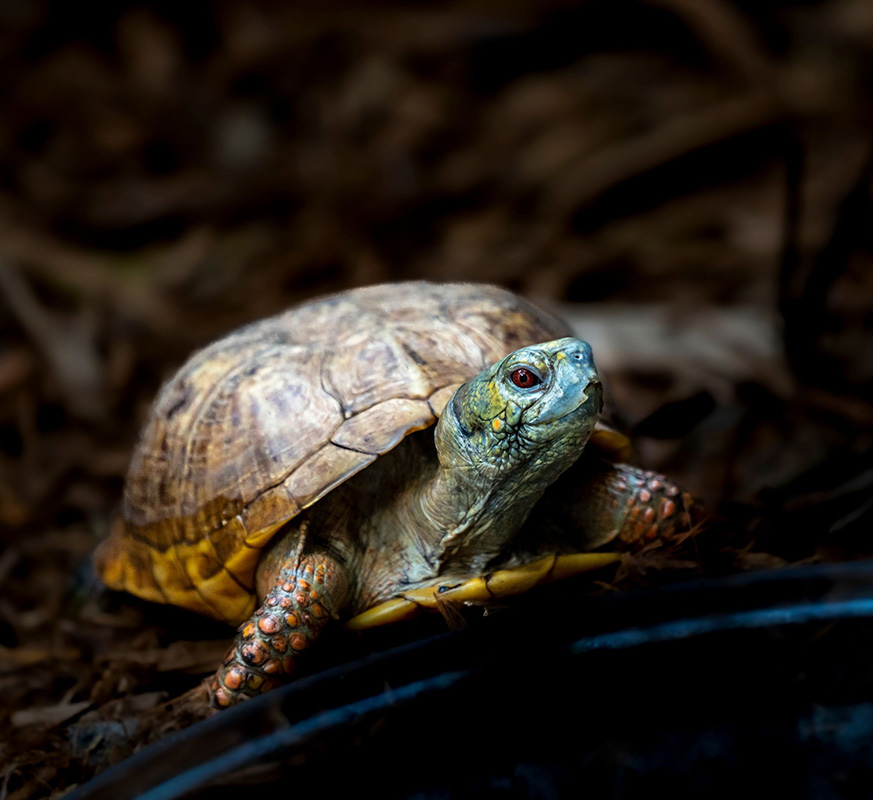 Tortoise Image