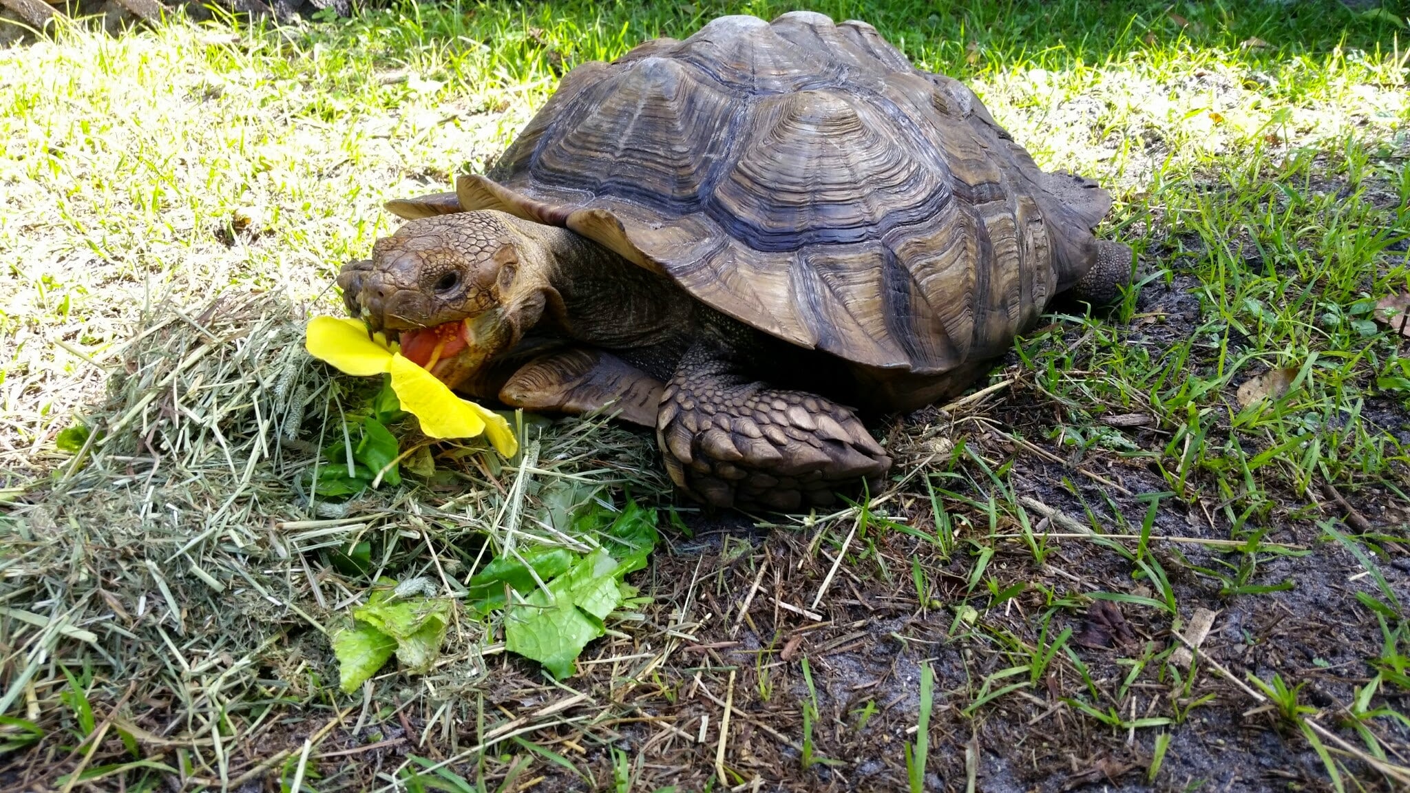 Tortellini the Tortoise