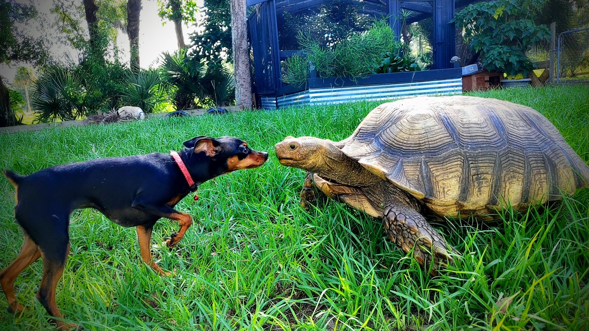 Tortellini and Roxie