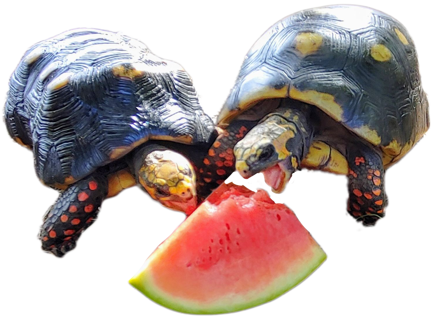 Two tortoises eating watermelon